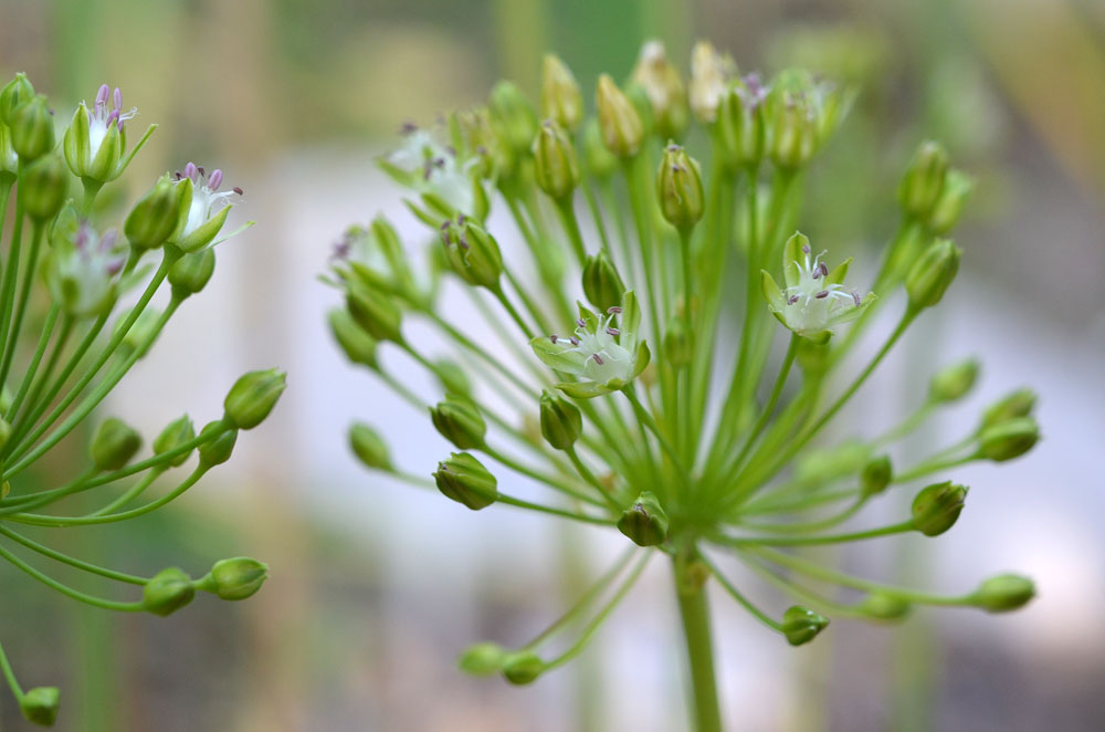 Image of Allium valentinae specimen.