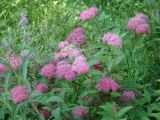 Spiraea japonica. Побеги с соцветиями. Иркутск, городской двор, в культуре. 10.07.2014.