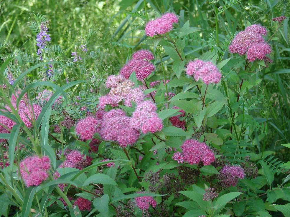 Изображение особи Spiraea japonica.