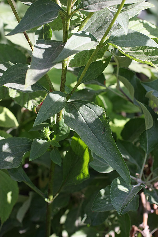 Image of Echinacea purpurea specimen.