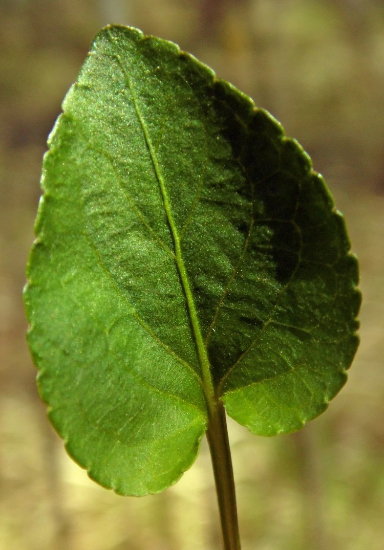 Image of Viola riviniana specimen.