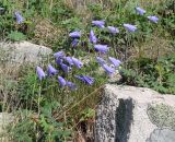 Campanula rotundifolia. Побеги с цветками. Якутия (Саха), Нерюнгринский р-н, перевал Тит. 26.06.2008.