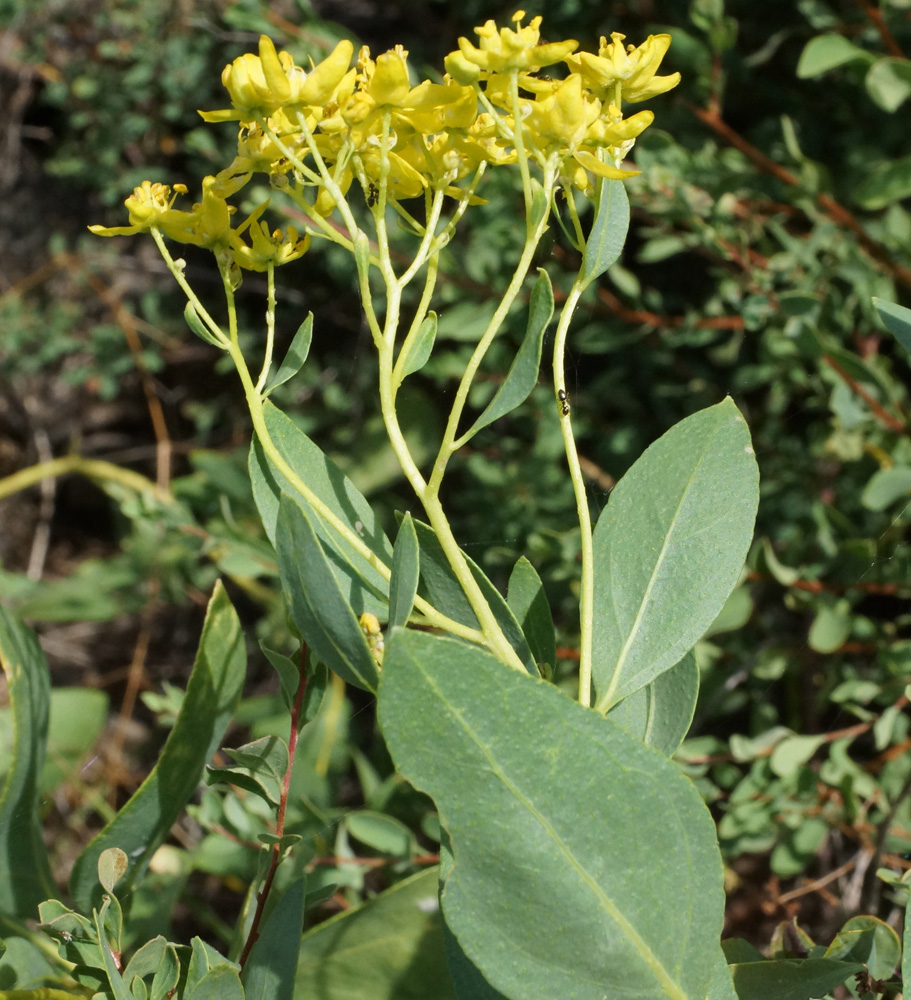 Image of Haplophyllum acutifolium specimen.