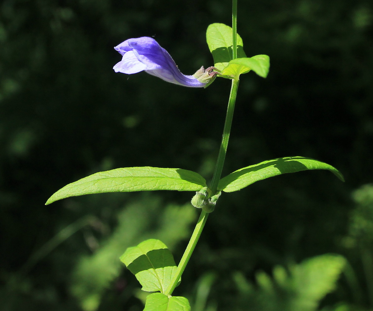 Изображение особи Scutellaria ochotensis.