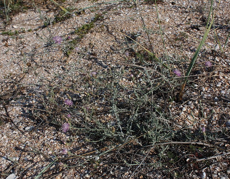 Image of Centaurea odessana specimen.