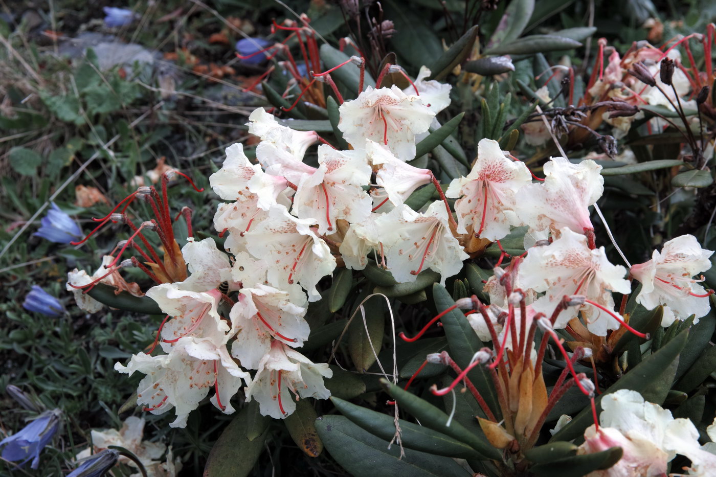 Изображение особи Rhododendron caucasicum.