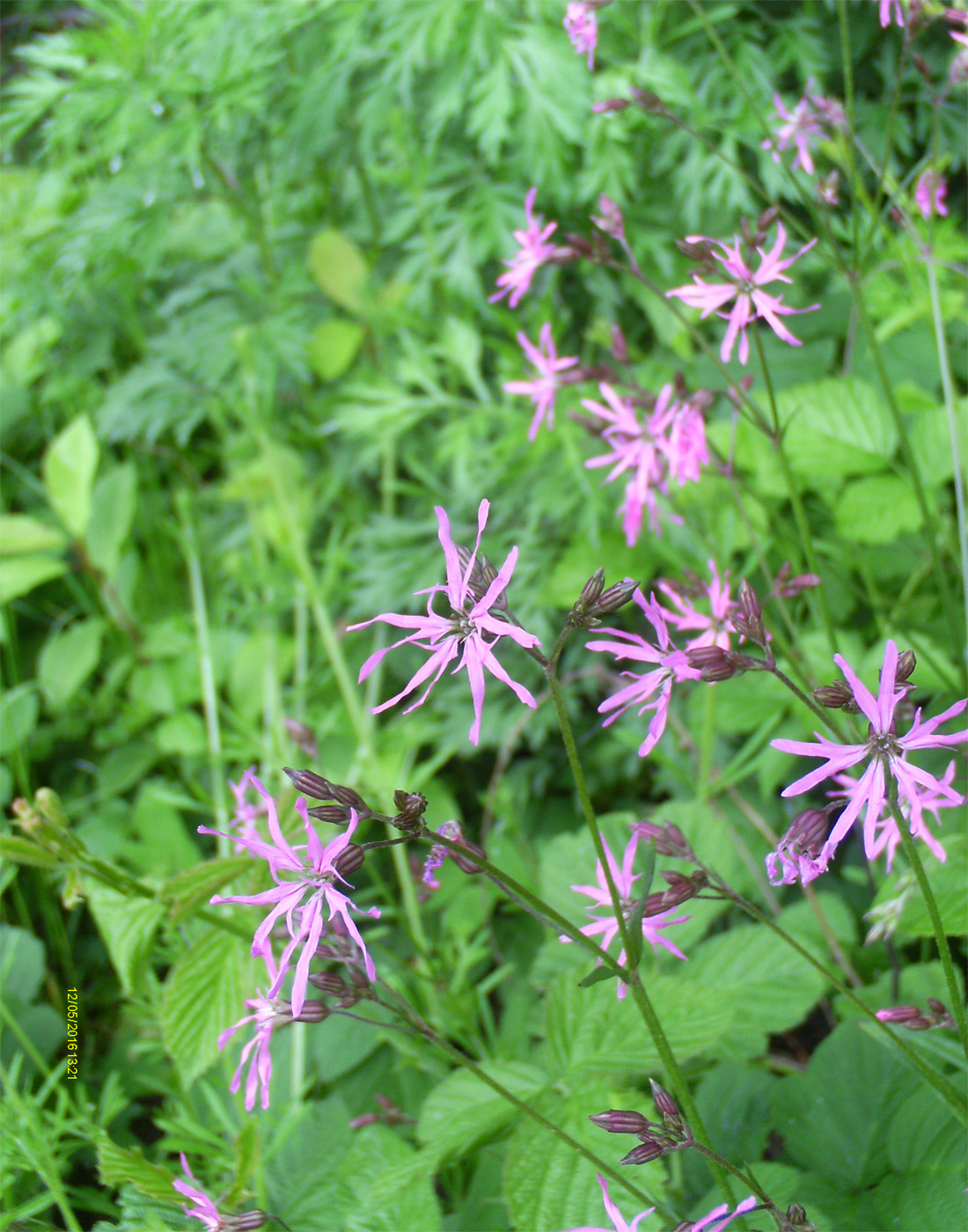 Изображение особи Coccyganthe flos-cuculi.