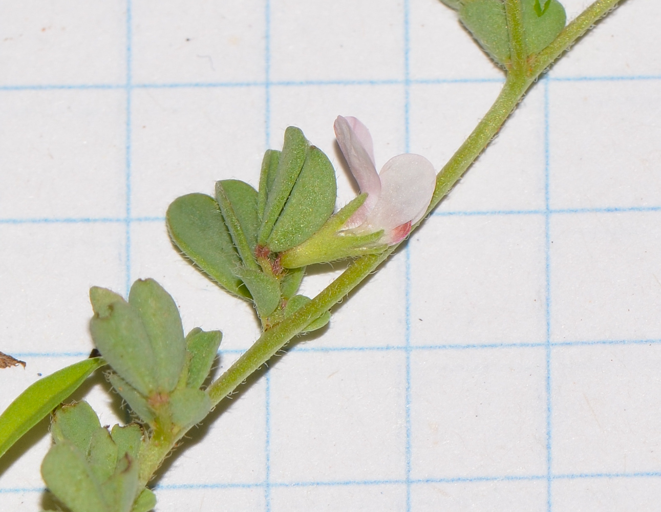 Image of Lotus glinoides specimen.