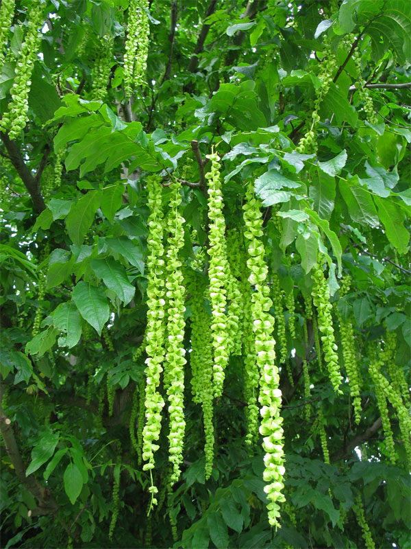 Изображение особи Pterocarya fraxinifolia.