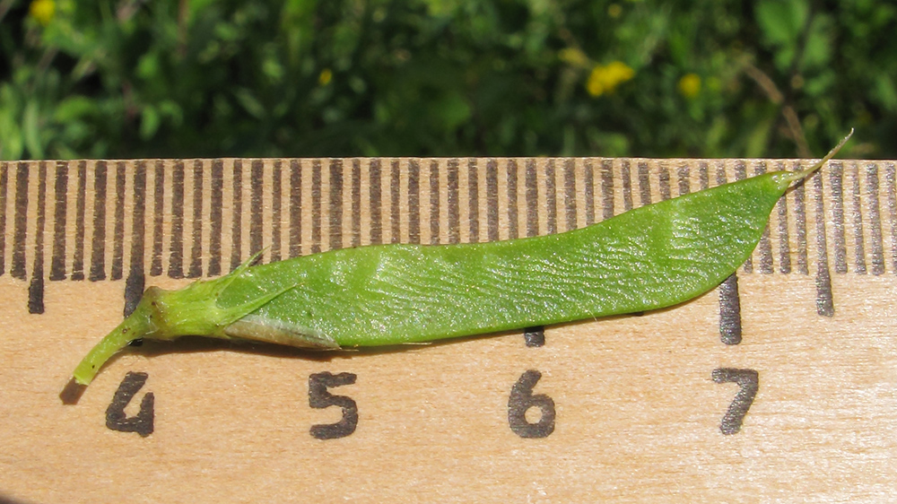 Изображение особи Lathyrus pratensis.