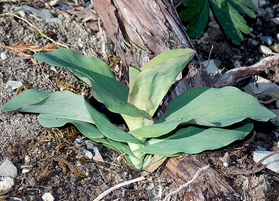 Изображение особи Bupleurum rotundifolium.