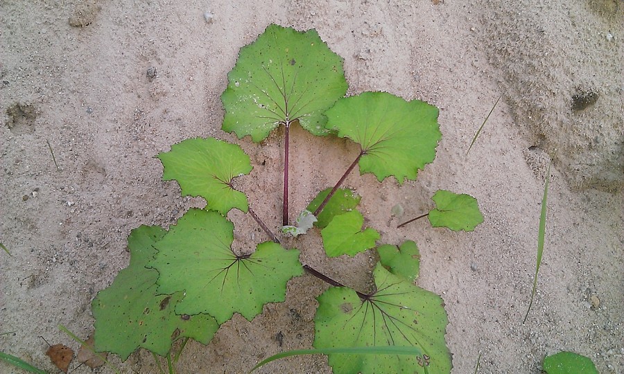 Image of Tussilago farfara specimen.