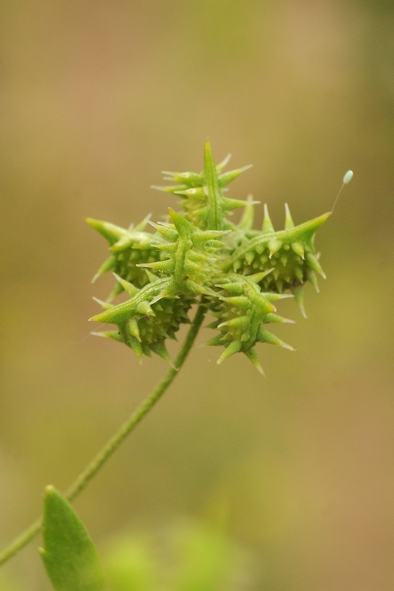 Image of Ranunculus arvensis specimen.