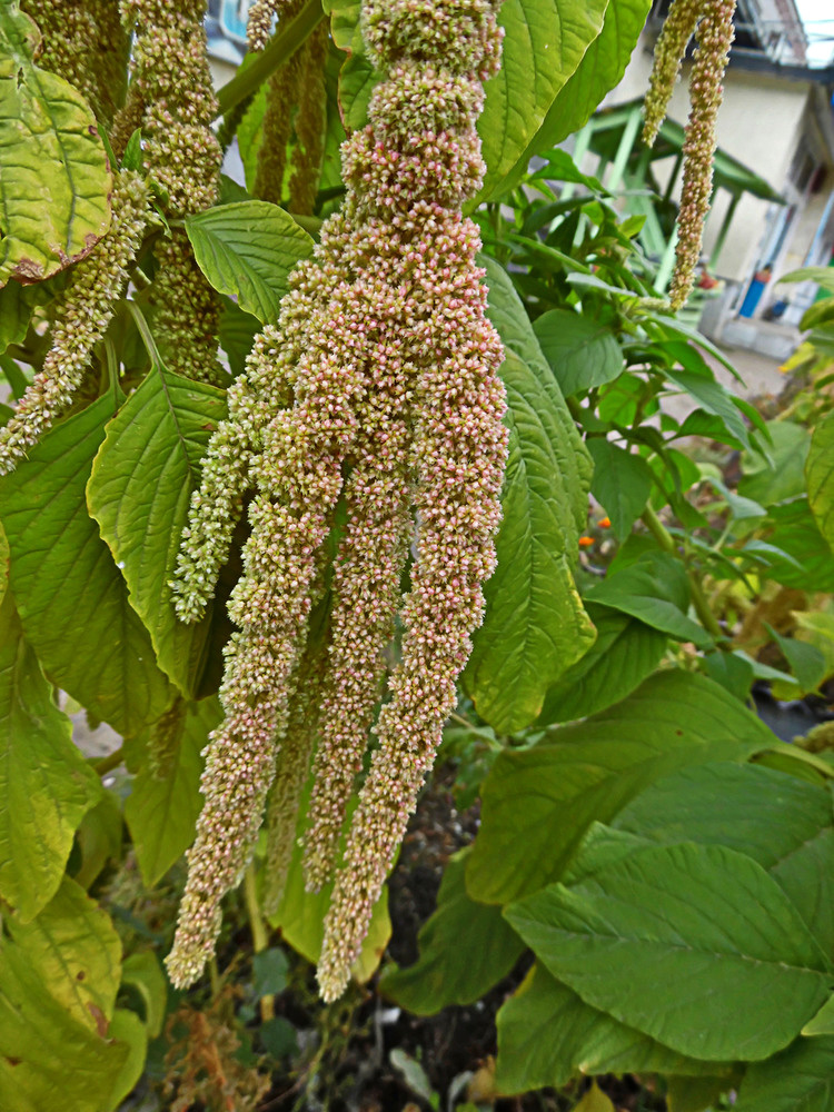 Image of Amaranthus caudatus specimen.