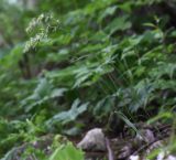Hystrix coreana. Цветущее растение. Приморский край, окр. г. Находка, гора Американка, известняковый каменистый склон. 19.06.2016.