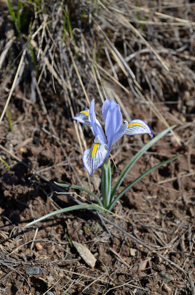 Изображение особи Iridodictyum kolpakowskianum.