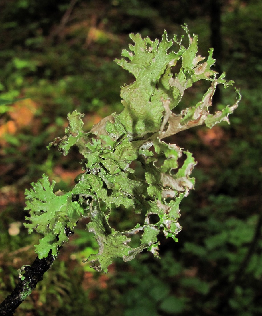 Image of Platismatia glauca specimen.