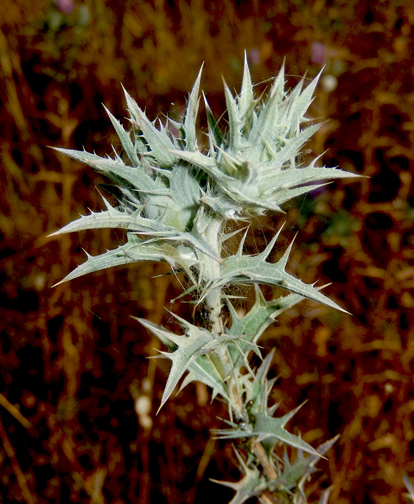 Image of Carthamus glaucus specimen.