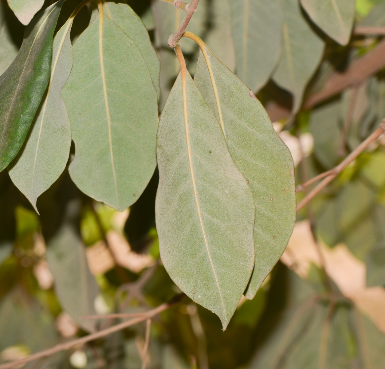 Image of Syncarpia glomulifera specimen.