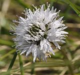 Globularia cordifolia