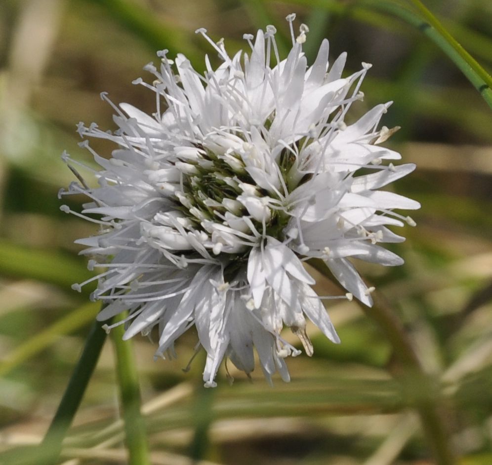 Image of Globularia cordifolia specimen.