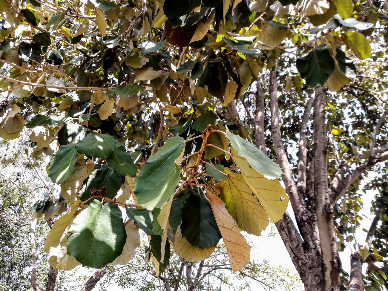 Image of Pterospermum acerifolium specimen.