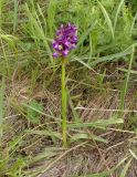 Anacamptis morio subspecies caucasica. Цветущее растение. Украина, г. Запорожье, о-в Хортица, северный берег, степной участок с кустами спиреи зверобоелистной (Spiraea hypericifolia). 12.05.2017.