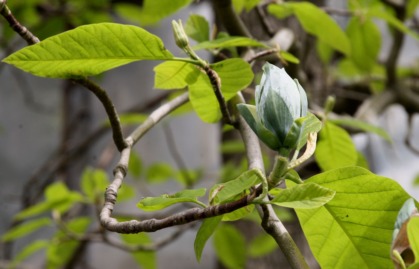 Image of Magnolia acuminata specimen.