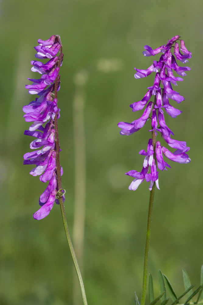 Image of Vicia tenuifolia specimen.