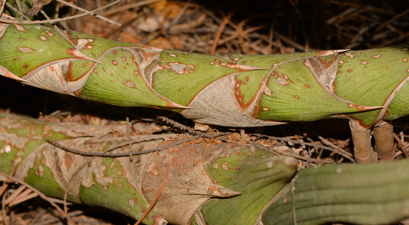 Image of Sansevieria cylindrica specimen.