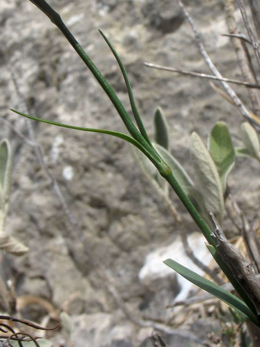 Изображение особи Dianthus xylorrhizus.