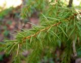 Juniperus communis. Ветвь. Чувашия, окр. г. Шумерля, лесной массив \"Торф\". 29 марта 2008 г.