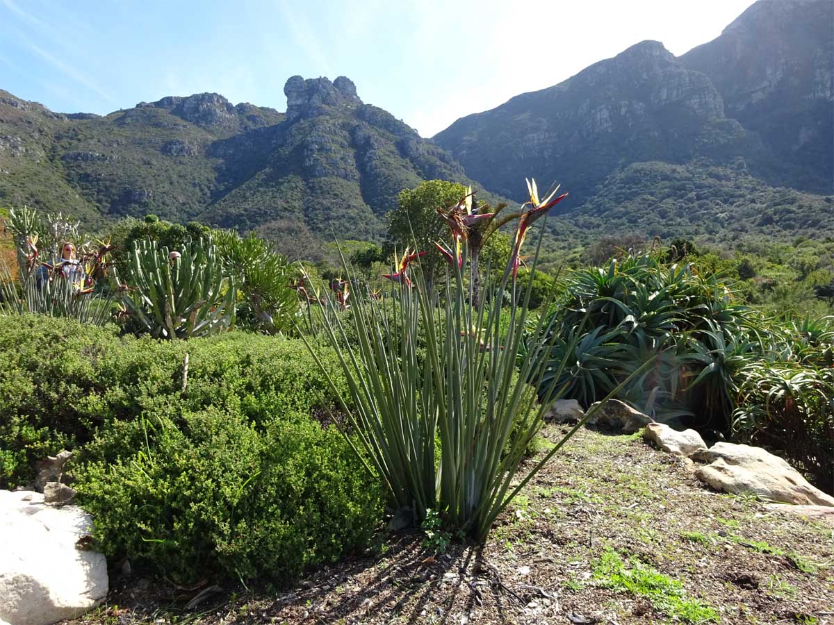 Изображение особи Strelitzia juncea.