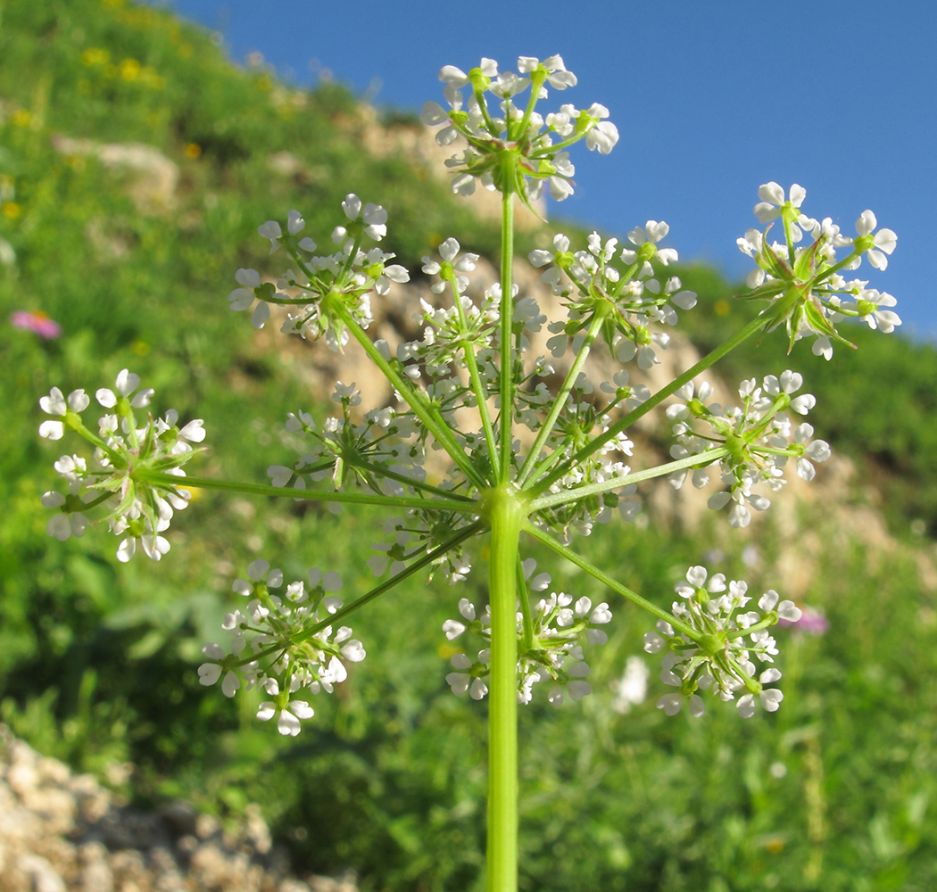 Image of Chaerophyllum aureum specimen.