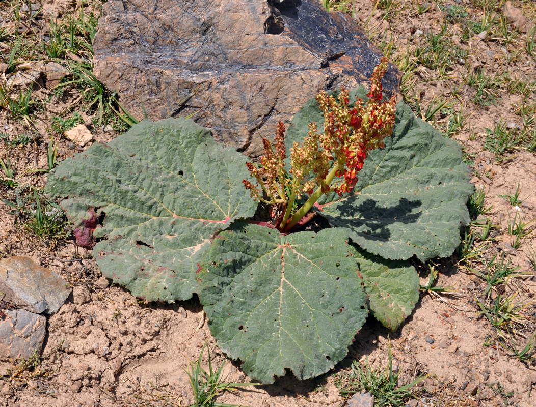 Image of Rheum fedtschenkoi specimen.