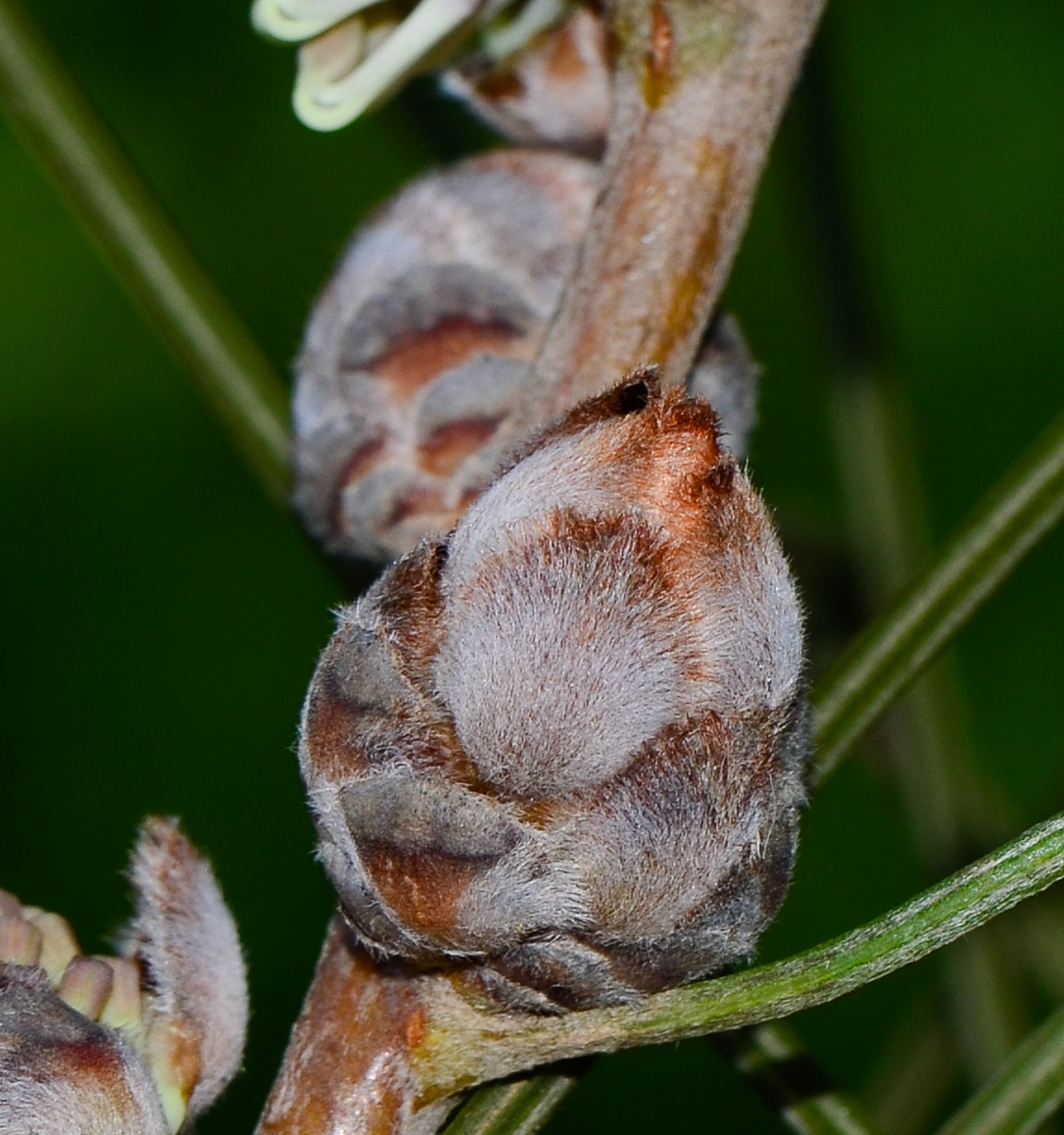 Изображение особи Hakea scoparia.