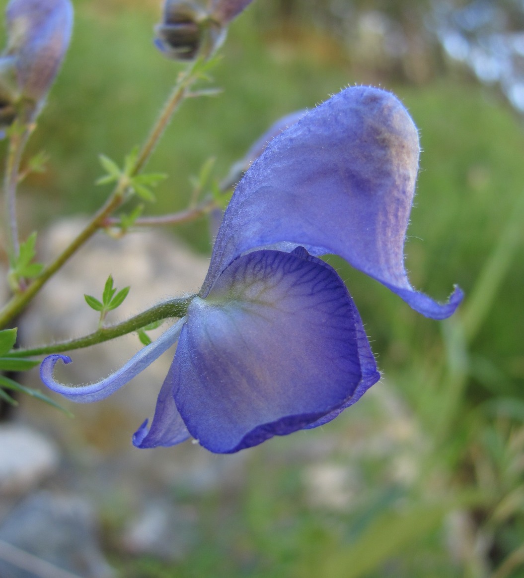 Image of Aconitum nasutum specimen.