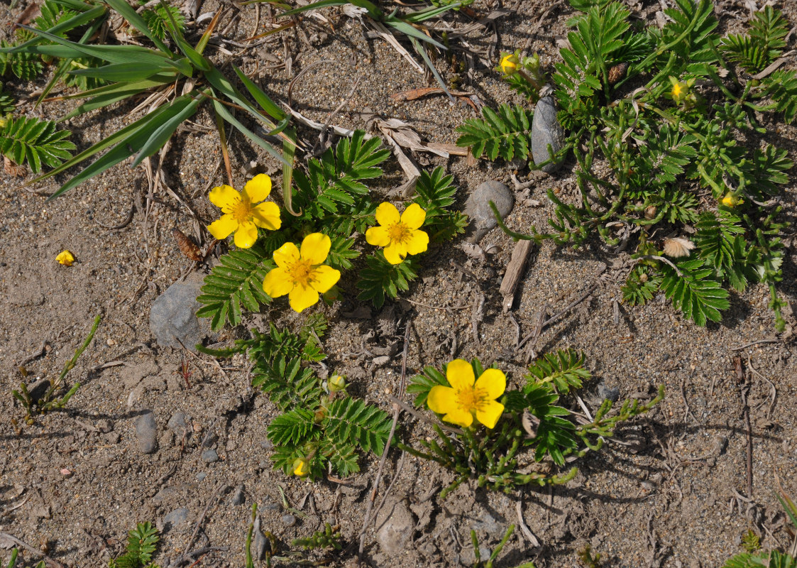 Image of Potentilla anserina specimen.