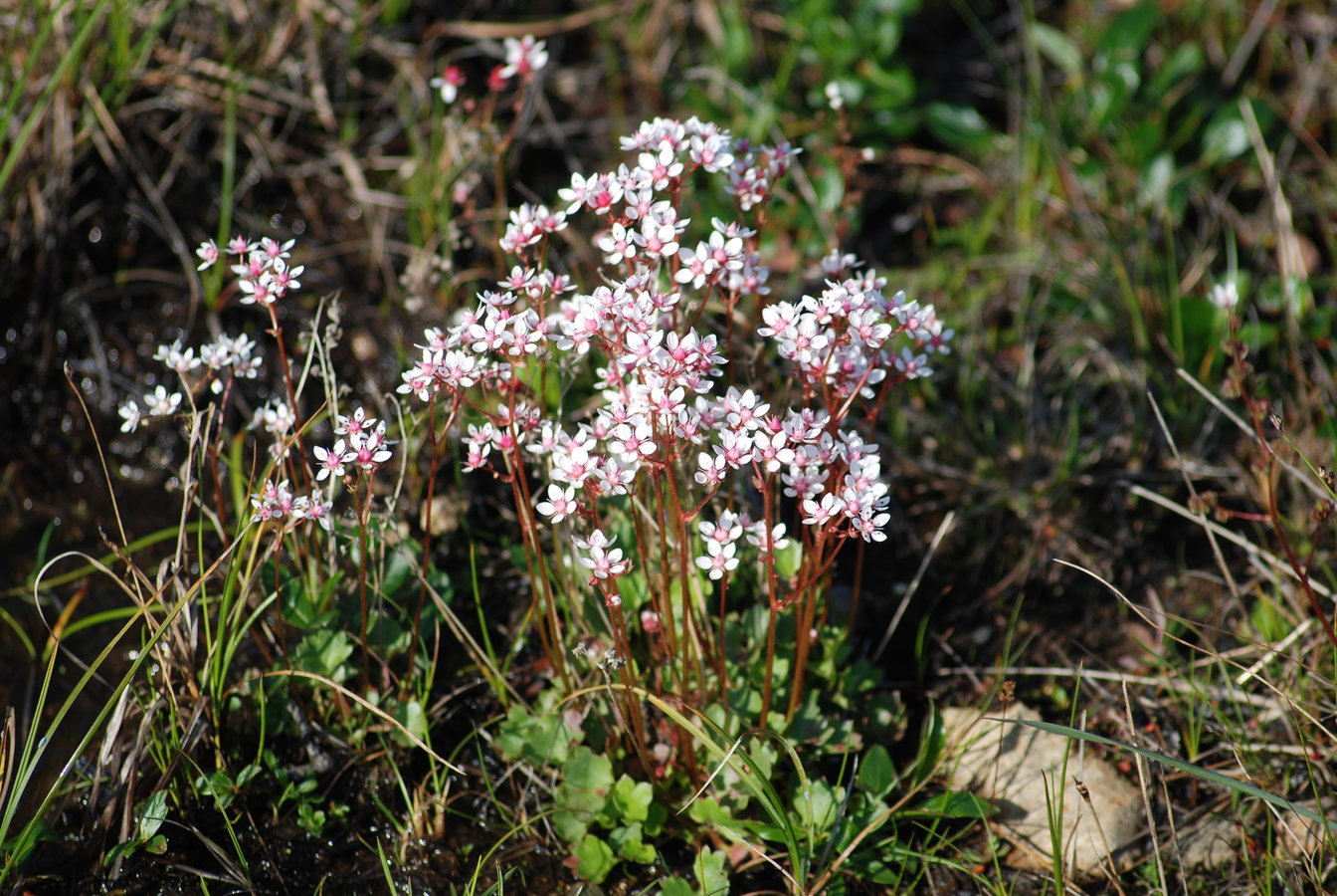 Image of Micranthes nudicaulis specimen.