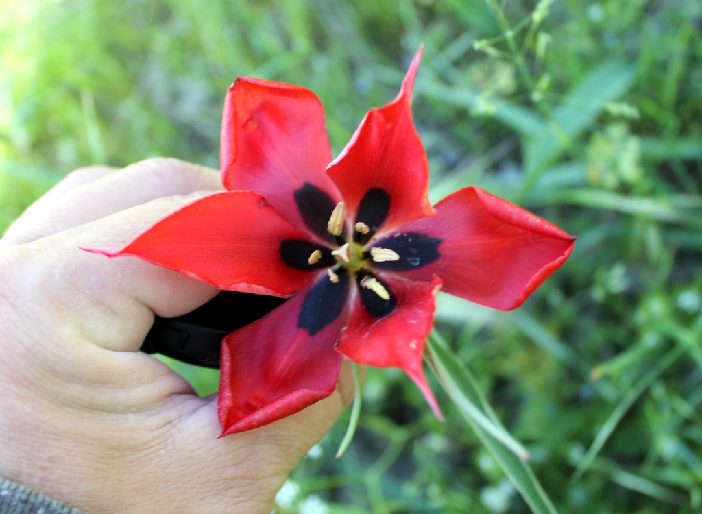 Image of genus Tulipa specimen.