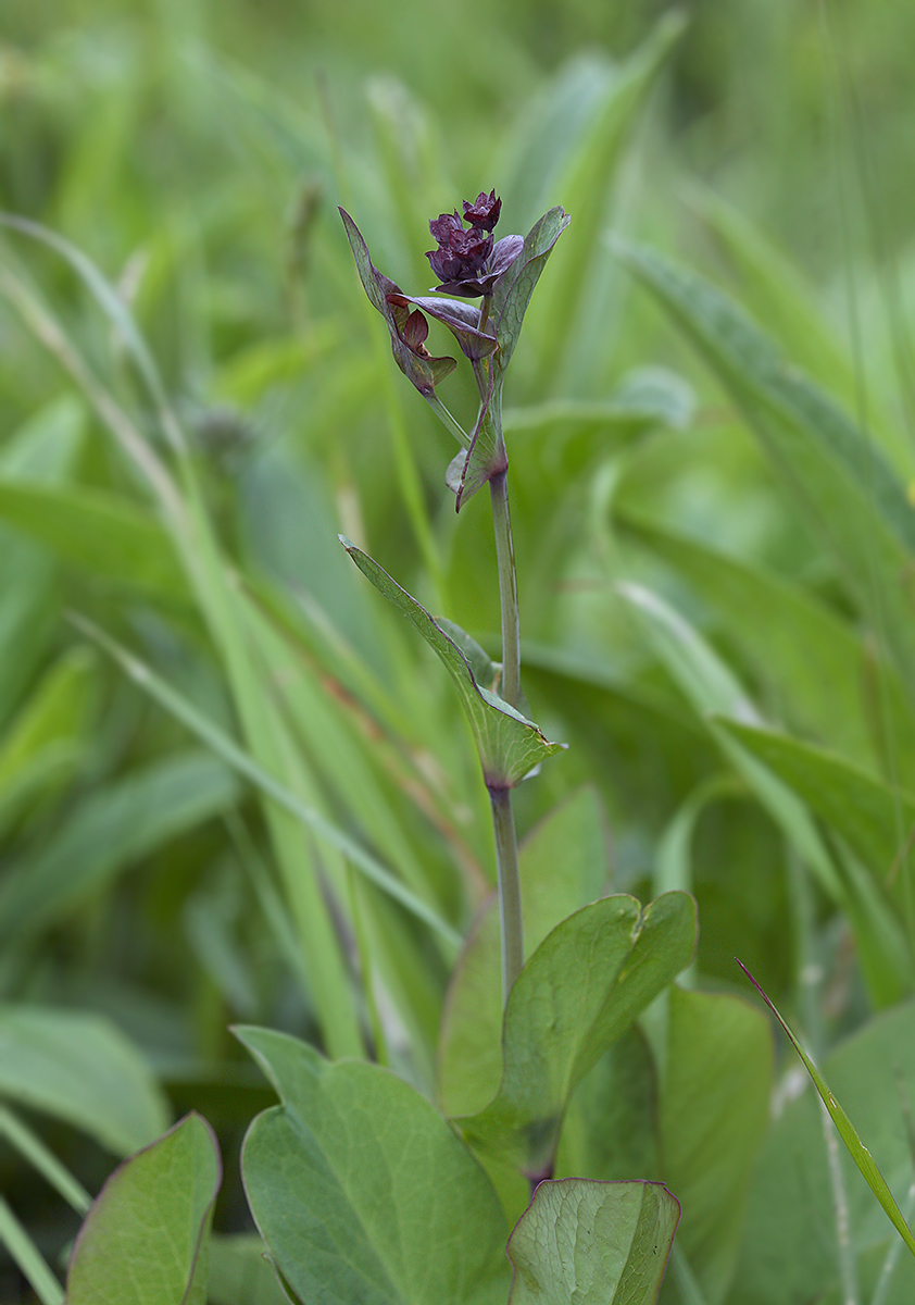 Изображение особи Bupleurum longifolium ssp. vapincense.