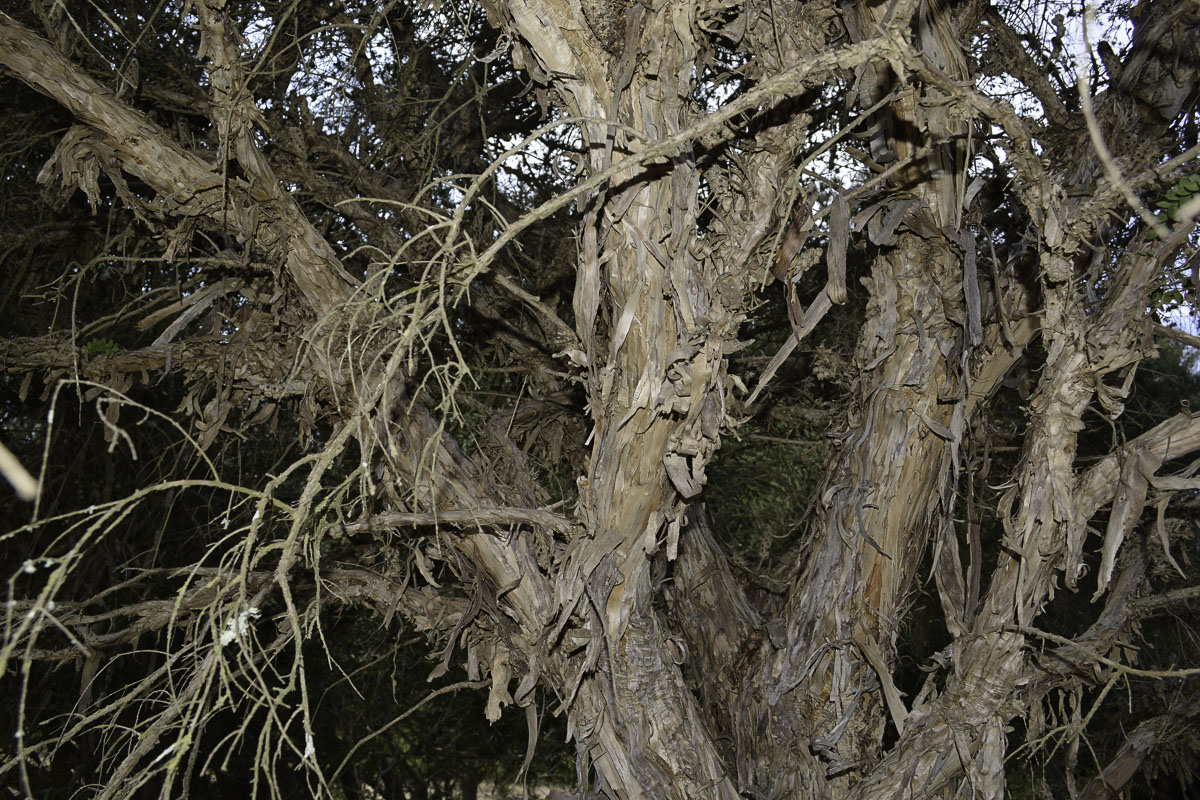 Image of Melaleuca elliptica specimen.