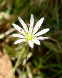 Stellaria longifolia. Цветок. Якутия, Мирнинский р-н, берег р. Б. Ботуобуя, около трассы Мирный - Чернышевский. 12.06.2009.