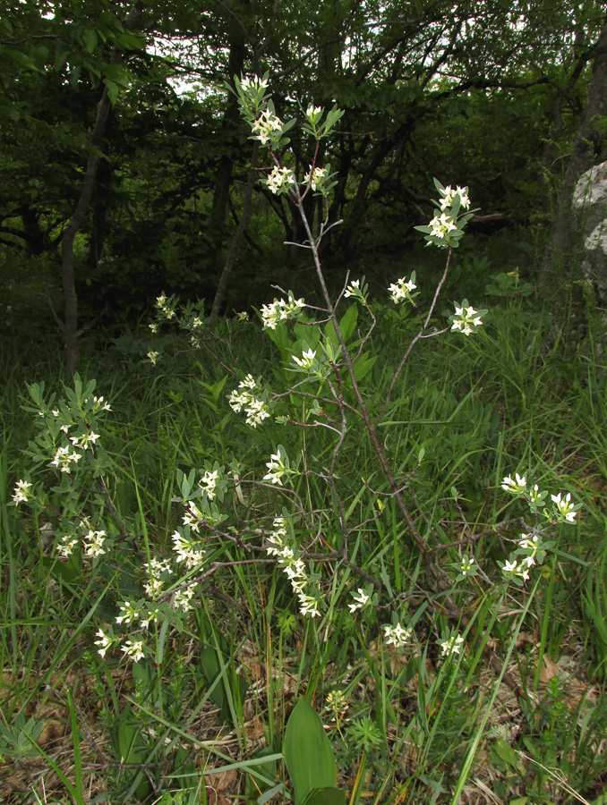 Image of Daphne taurica specimen.