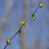 Corylus avellana. Веточка с распустившимися почками. Санкт-Петербург, Дудергофские высоты, широколиственный лес. 03.05.2010.