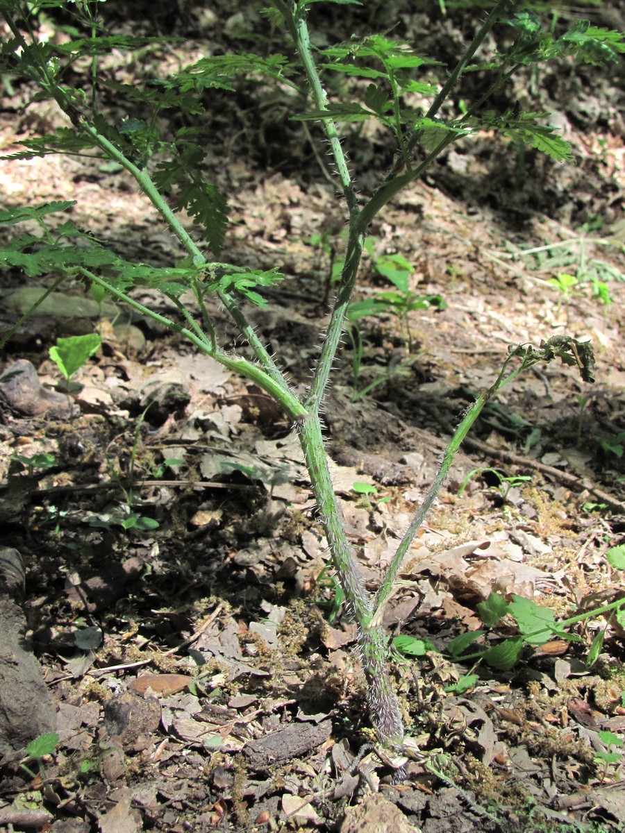 Image of Chaerophyllum temulum specimen.