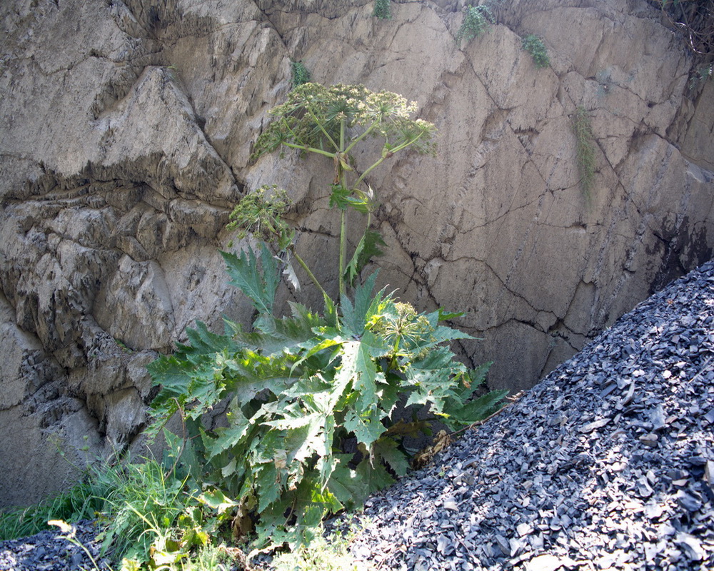 Image of genus Heracleum specimen.