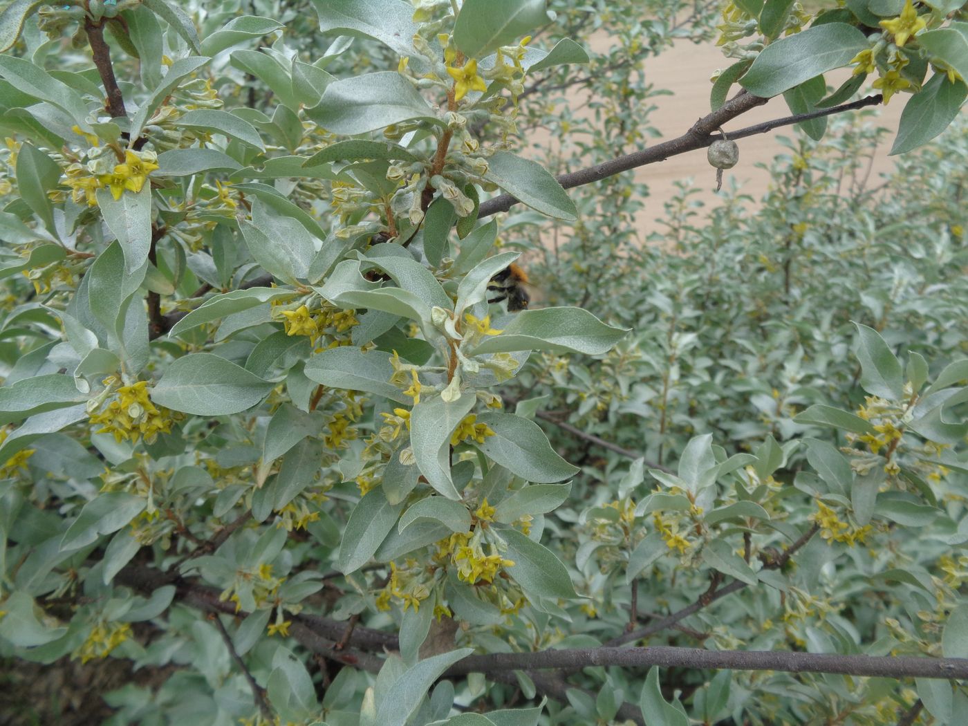 Изображение особи Elaeagnus commutata.