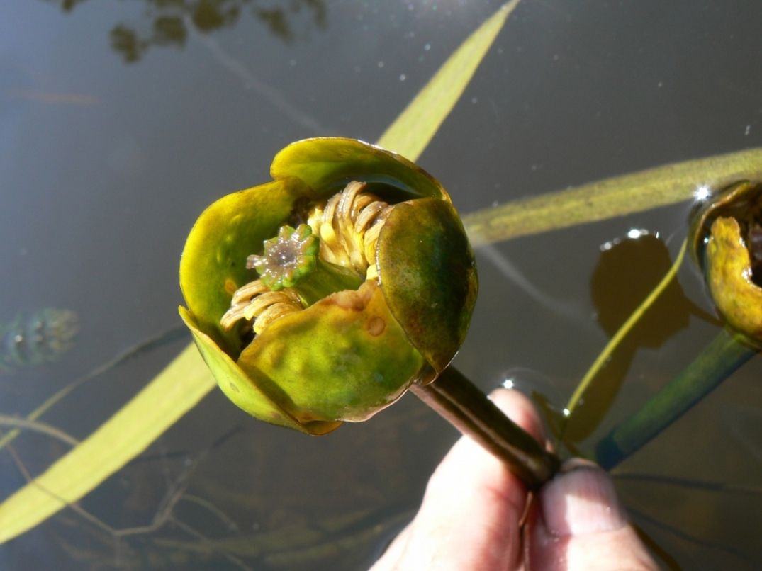 Image of Nuphar japonica specimen.