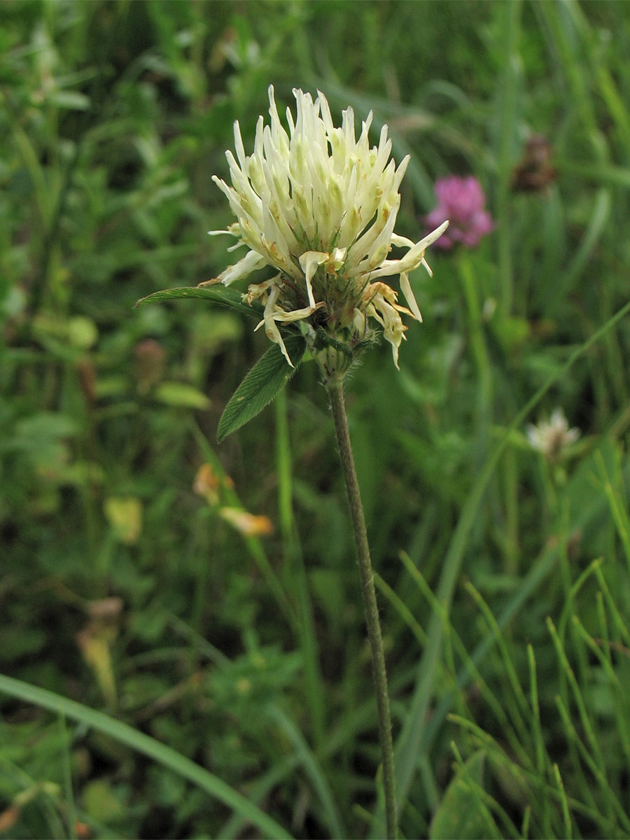 Image of Trifolium ochroleucon specimen.